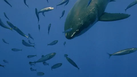 Great diving with great white sharks near the island of Guadalupe. Mexico. Stock Footage 71250233