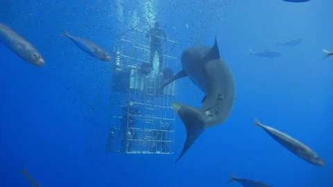 Great diving with great white sharks near the island of Guadalupe. Mexico. Stock Footage 71301416