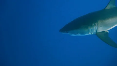 Great diving with great white sharks near the island of Guadalupe. Mexico. Stock Footage 71303923
