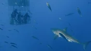 Great Diving With Great White Sharks Near The Island Of Guadalupe. Mexico. Stock Footage