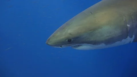 Great diving with great white sharks near the island of Guadalupe. Mexico. Stock Footage 71306311