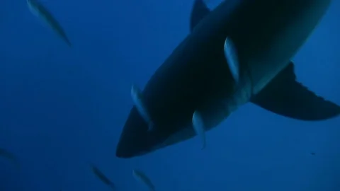Great diving with great white sharks near the island of Guadalupe. Mexico. Vidéo 71312208