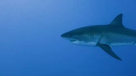 Great diving with great white sharks near the island of Guadalupe. Mexico. Vidéo 71312308