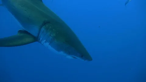 Great diving with great white sharks near the island of Guadalupe. Mexico. Vidéo 71312434