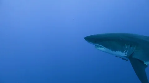 Great diving with great white sharks near the island of Guadalupe. Mexico. Vidéo 71312533