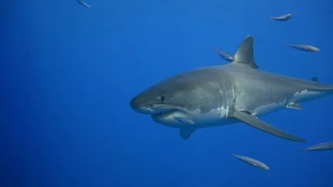 Great diving with great white sharks near the island of Guadalupe. Mexico. Vidéo 71313922