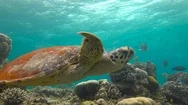 Great Diving With  Hawksbill Turtles Near The Maldives. Stock Footage