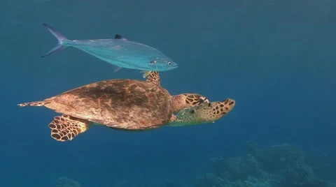 Great diving with hawksbill turtles in the Red sea near Egypt Stock Footage 61793821