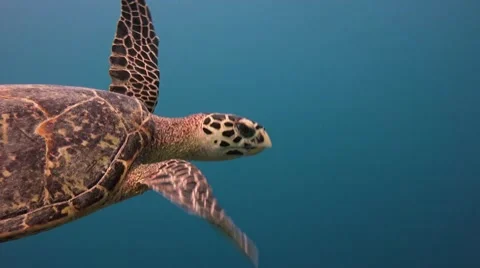 Great diving with turtles Hawksbill turtle near the Maldives Stock Footage 63216534