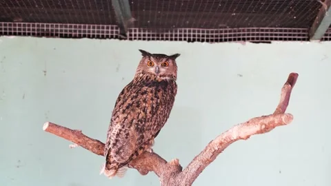 Great Eagle Owl Stock Footage 195577219