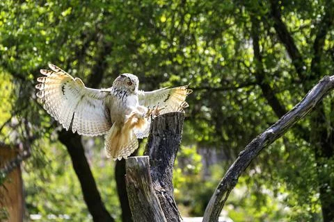 Great eagle owl lands on a tree. The owl has its legs forward and its claws a Stock Photos