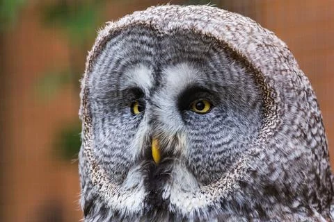 Great Eagle Owl portrait Stock Photos
