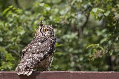 Great eagle owl sitting on a beam. In the background are trees. The photo has Foto stock