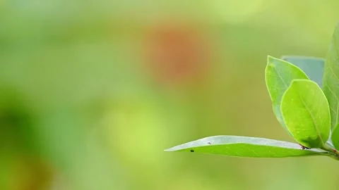 Great Egg-fly resting on a leaf and flying away, slow motion 스톡 동영상 315152348