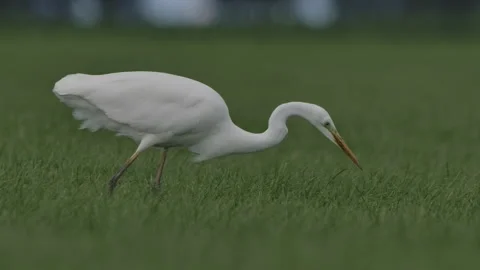Great egret 002 Stockbeeldmateriaal 140261145