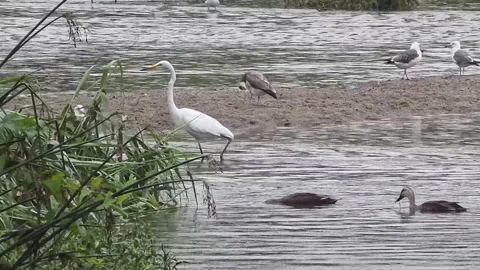 Great Egret and Ducks Foraging in a Shallow Stream Stock Footage 340757966