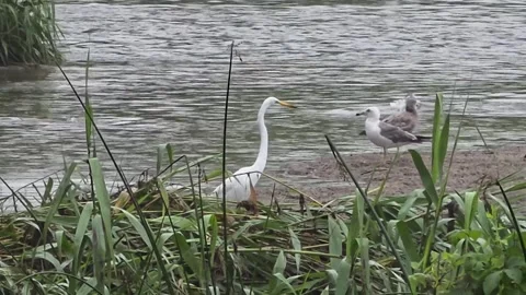 Great Egret and Gulls Foraging in a Shallow Stream Stock Footage 340757909