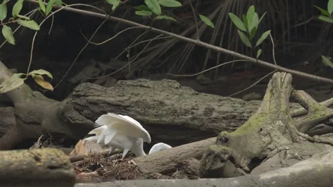 Great Egret (Ardea alba) catching a fish from the water Stock Footage 307724554