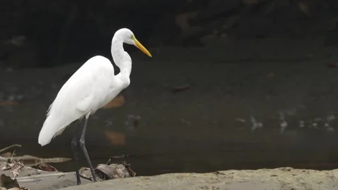 Great Egret (Ardea alba) drinking water Stock Footage 307725392