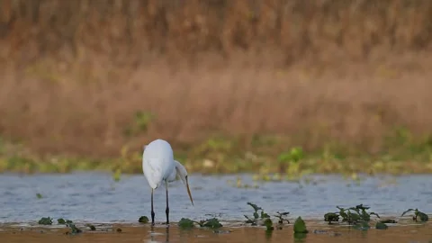 Great Egret Ardea alba elegantly hunts in shallow lake Stock Footage 310139466