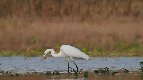 Great Egret Ardea alba, elegantly hunts in shallow lake waters against a beautif Stock-Footage 313243908