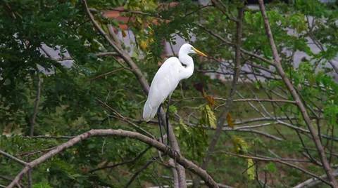 Great Egret (Ardea alba) Stock Footage 30587807