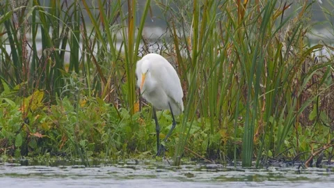 The great egret (Ardea alba) Stock Footage 146368006