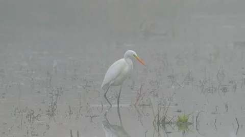 The great egret (Ardea alba) Stock Footage 146368083
