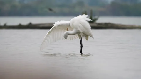 Great Egret - Ardea alba Video stock 253580131