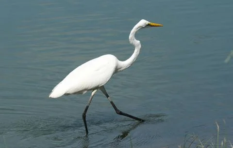 The great egret (Ardea alba) Stock Photos