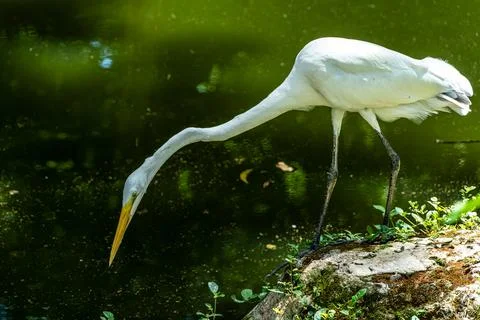 Great egret, Ardea alba at Praca Batista Campos in the city of Belem, state o Stock Photos