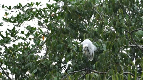 A Great Egret (Ardea alba) scratching its head while perched on a tree Stock Footage 307710759