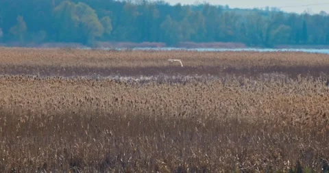 Great Egret Ardea alba on a spring pond in slow motion. Stock-Footage 333070614
