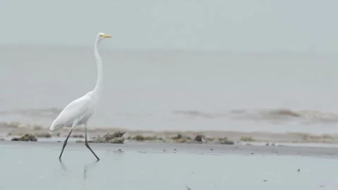 A Great Egret (Ardea alba) walking on the mudflat Stock Footage 307722016