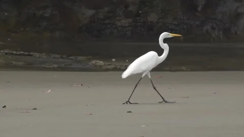 Great Egret (Ardea alba) walking on wet sand Stock Footage 307724490