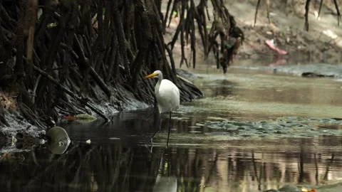 Great Egret (Ardea alba) walking slowly in fishing stance in mangrove waters Stock Footage 307725720