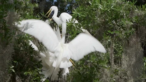 Great egret bird fighting for a nesting spot in the oak trees Stock Footage 129436677