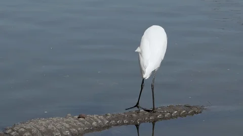 A great egret bird hops off the back of an alligator at Gatorland in Orlando, 4k Stock Footage 129033880