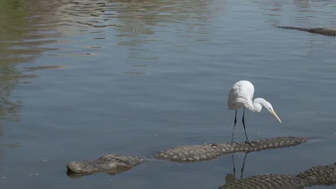 Great egret bird stands on the back of an alligator at Gatorland in Orlando Stock Footage 129031676