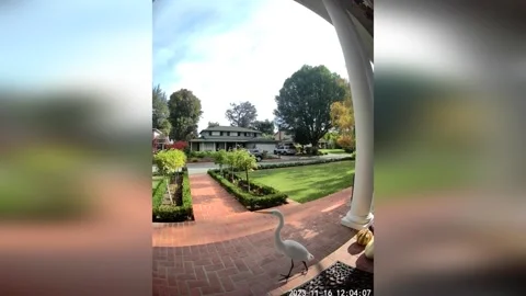 The Great Egret Captured by The Doorbell Camera in Los Altos, CA, USA Stock Footage 256801780