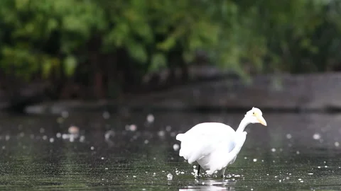 Great Egret Catch Stock Footage 136396191
