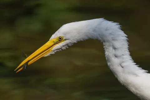 Great Egret Catch Stock Photos