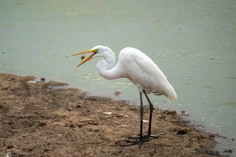 Great Egret with catch Stock Photos