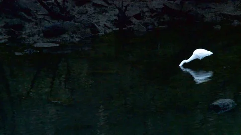 Great egret catching fish in a clear pool of water Stock Footage 85226539
