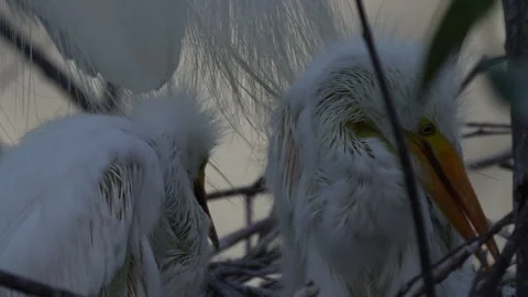 Great Egret Chicks 库存影片 245355417