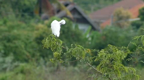 Great egret cleaning its wing and body Stock Footage 69067527