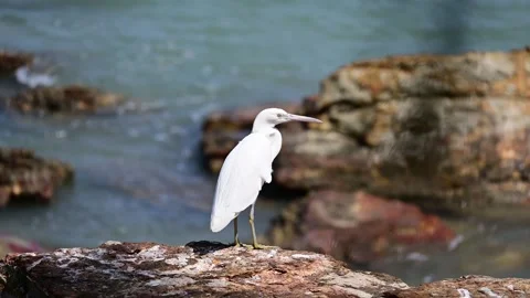 Great Egret on Cliff Edge Stock Footage 251641333