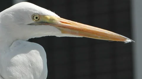 Great Egret Close Up Video stock 8684455
