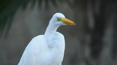 Great Egret close up Stock Footage 302311430