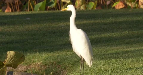 Great Egret (Crane) Scratching Stockbeeldmateriaal 168387558